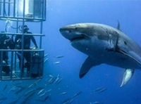 Shark Diving & Viewing